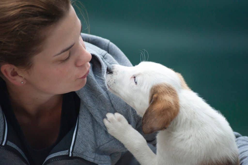 emotional support animals emotional support animals