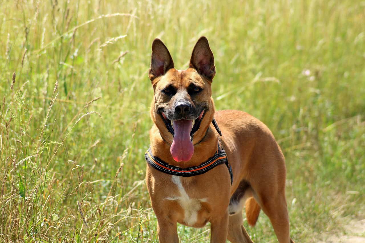 Owning a Dog in Cary: Everything You Need to Know