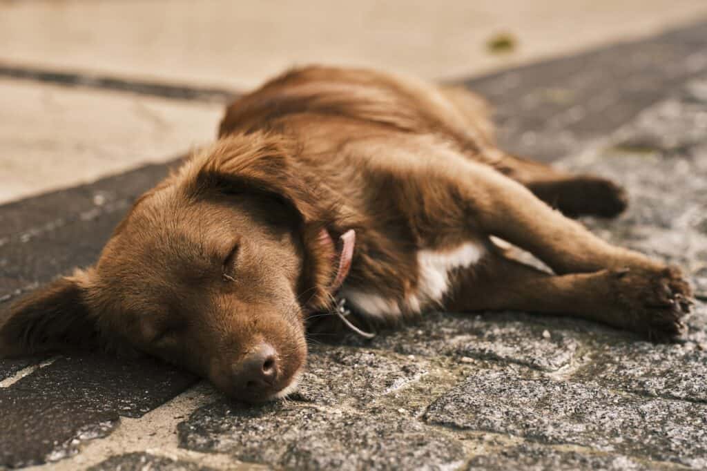 dog snoring tips dog snoring tips