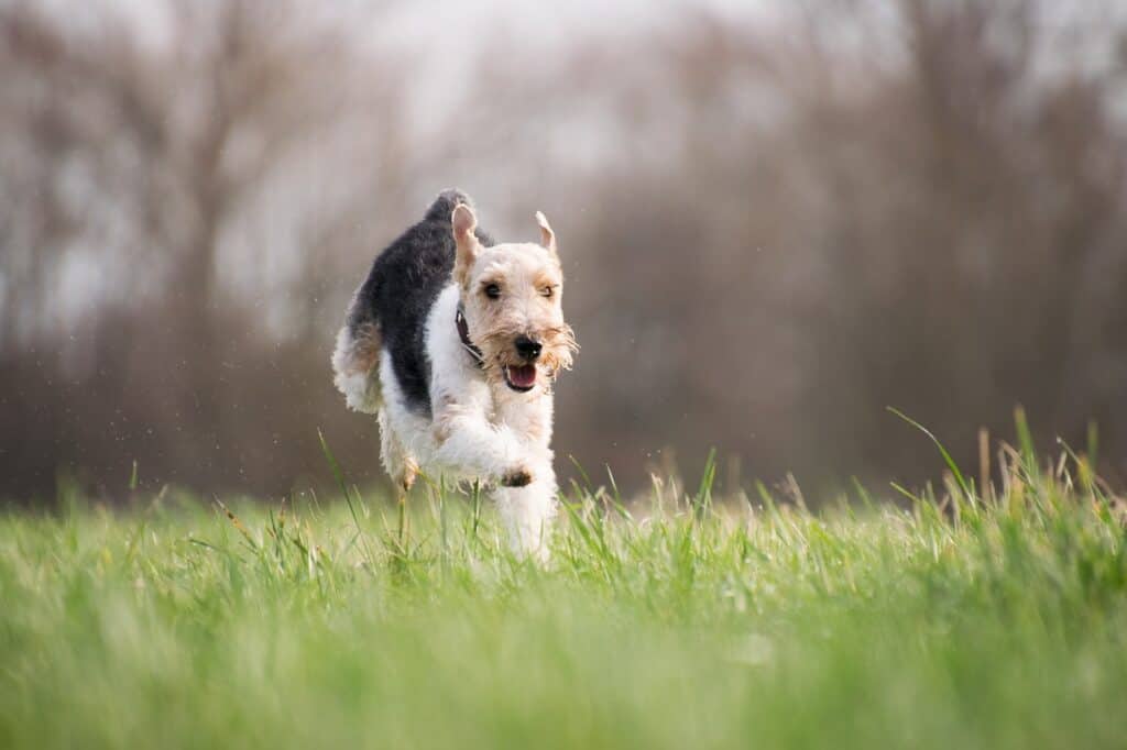 preparing your dog for flea and tick season preparing your dog for flea and tick season