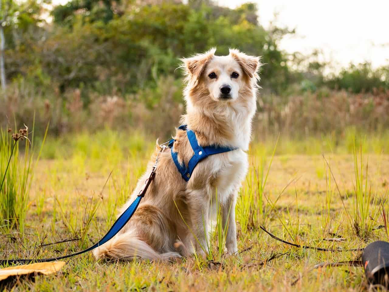 dog leash ribbons dog leash ribbons