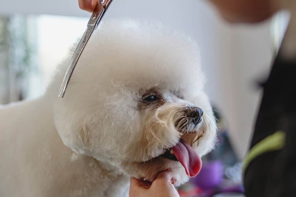 4 Ways to Prepare Your Pup for the Dog Groomer