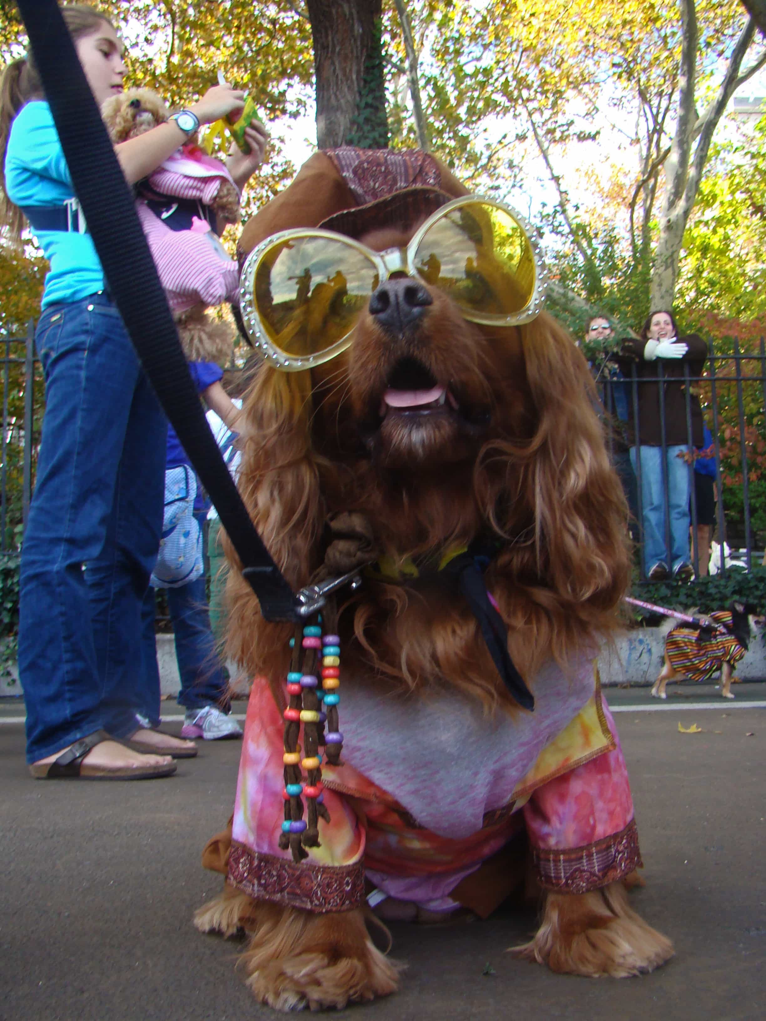 Hippie Dog Costume Hippie Dog Costume