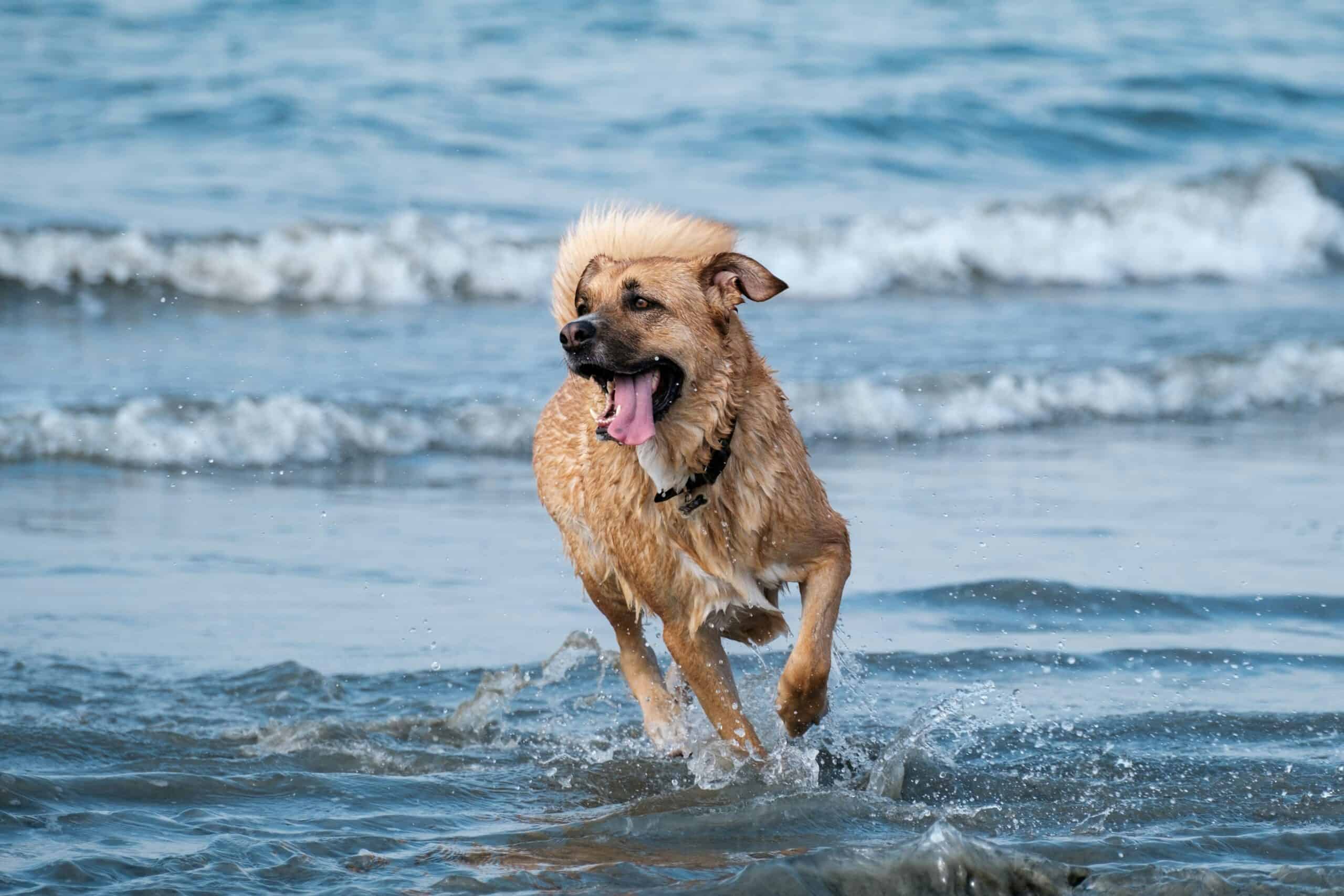 dog water safety