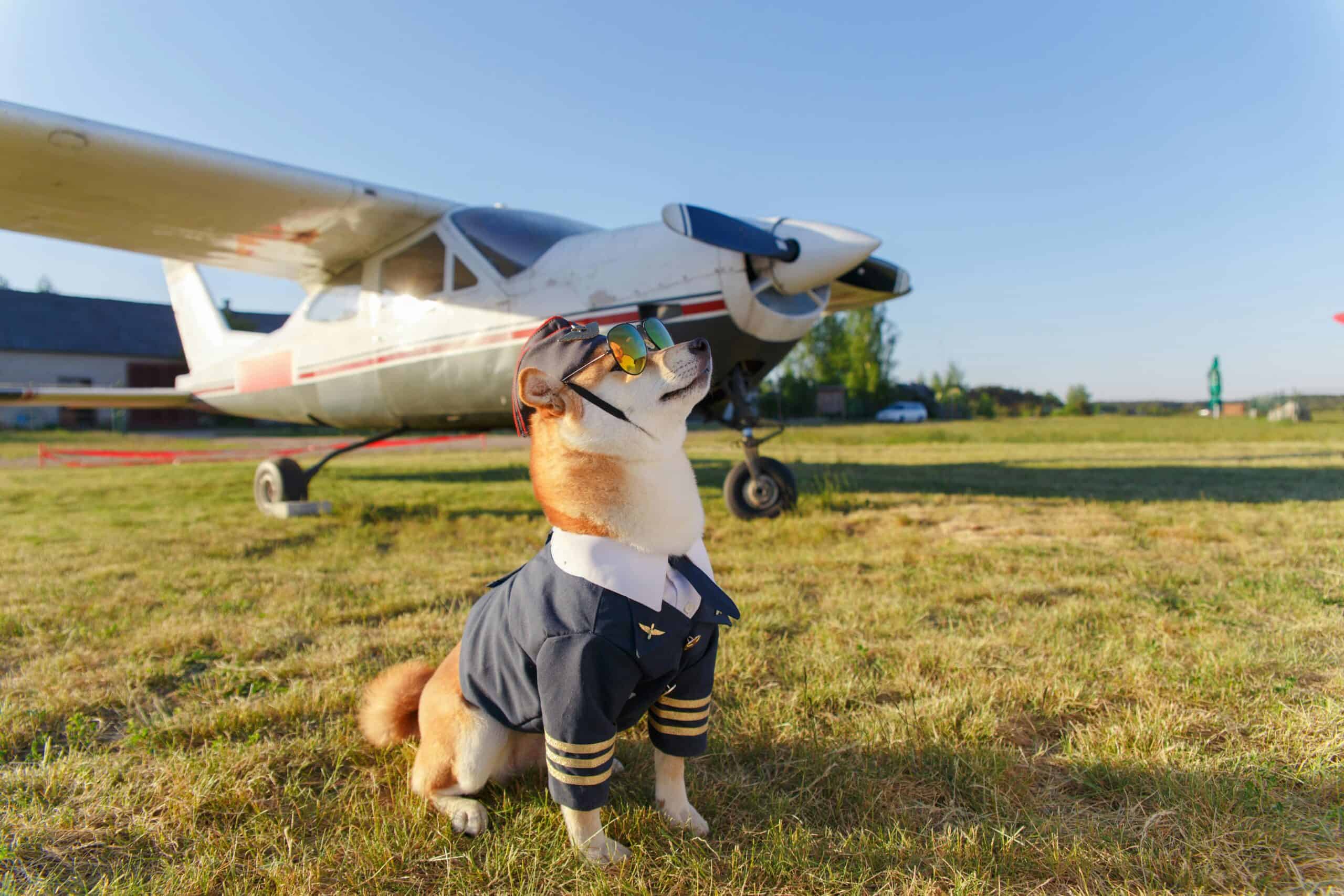 The Most Famous Dogs in History