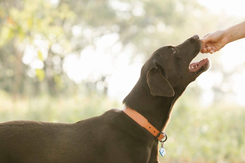 popular dog supplements