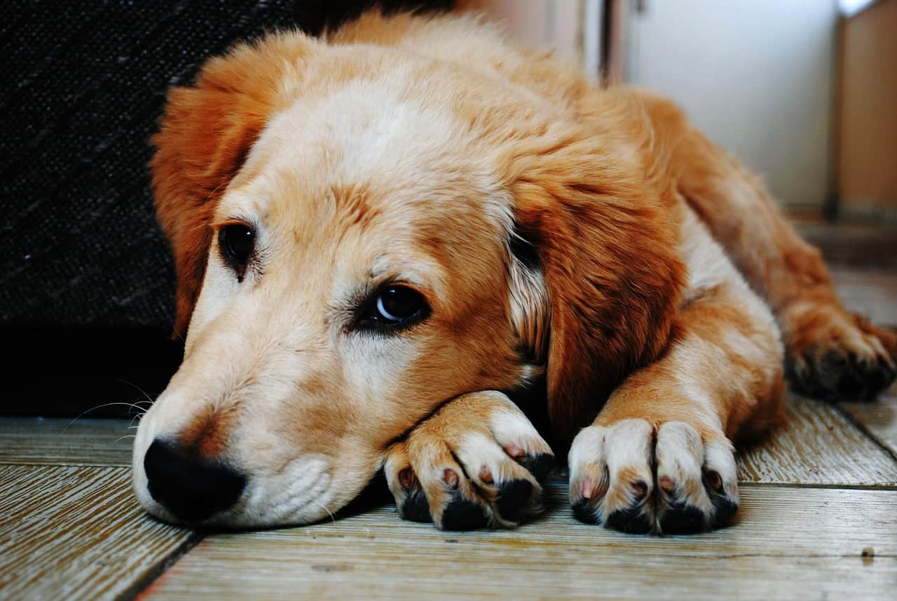 stomach ulcers in dogs