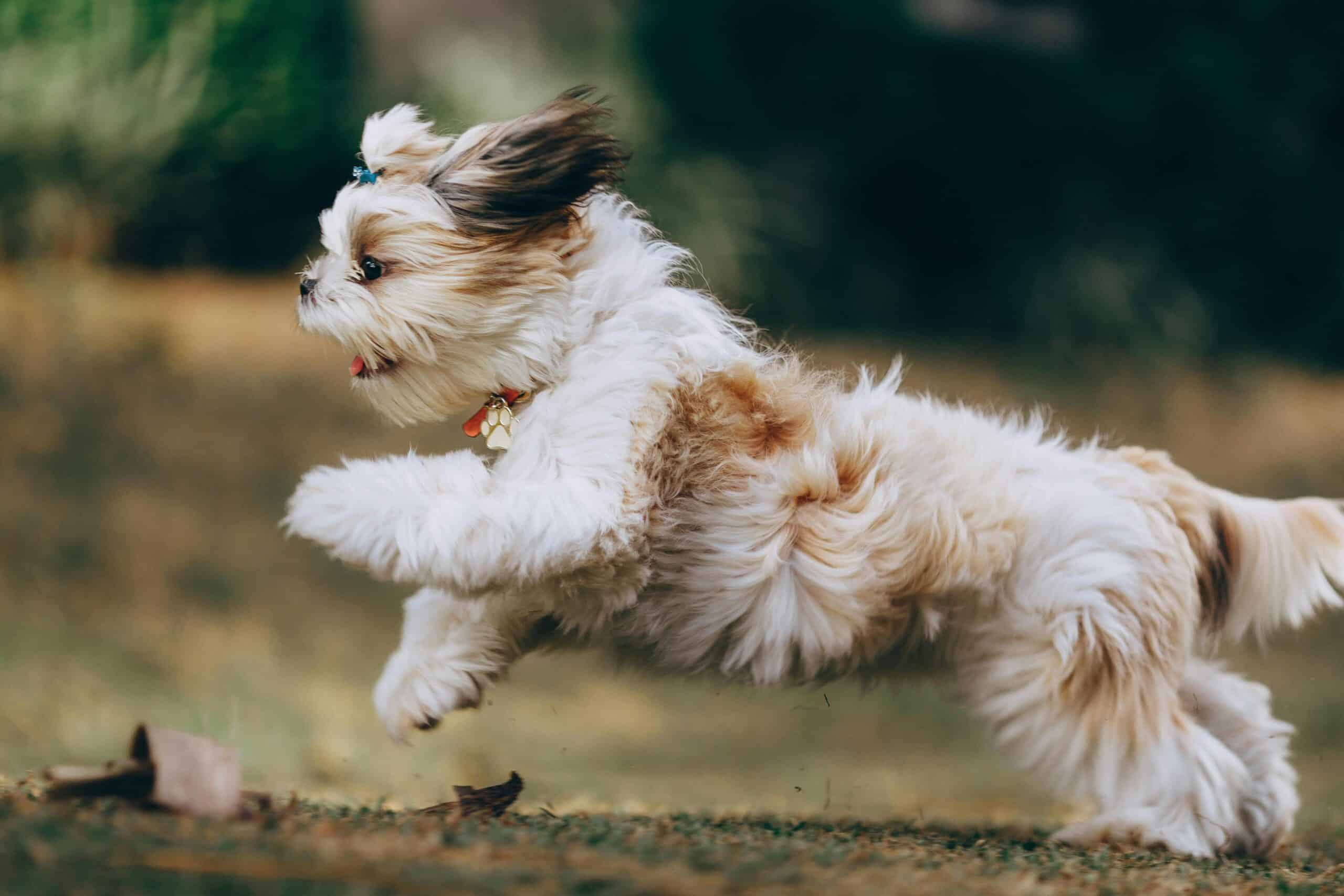 Cat and Dog Zoomies: Everything You Need to Know