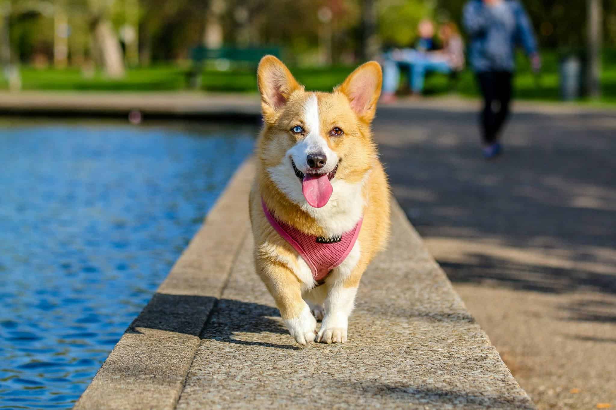 Owning a Dog in Charlotte: Everything You Need to Know