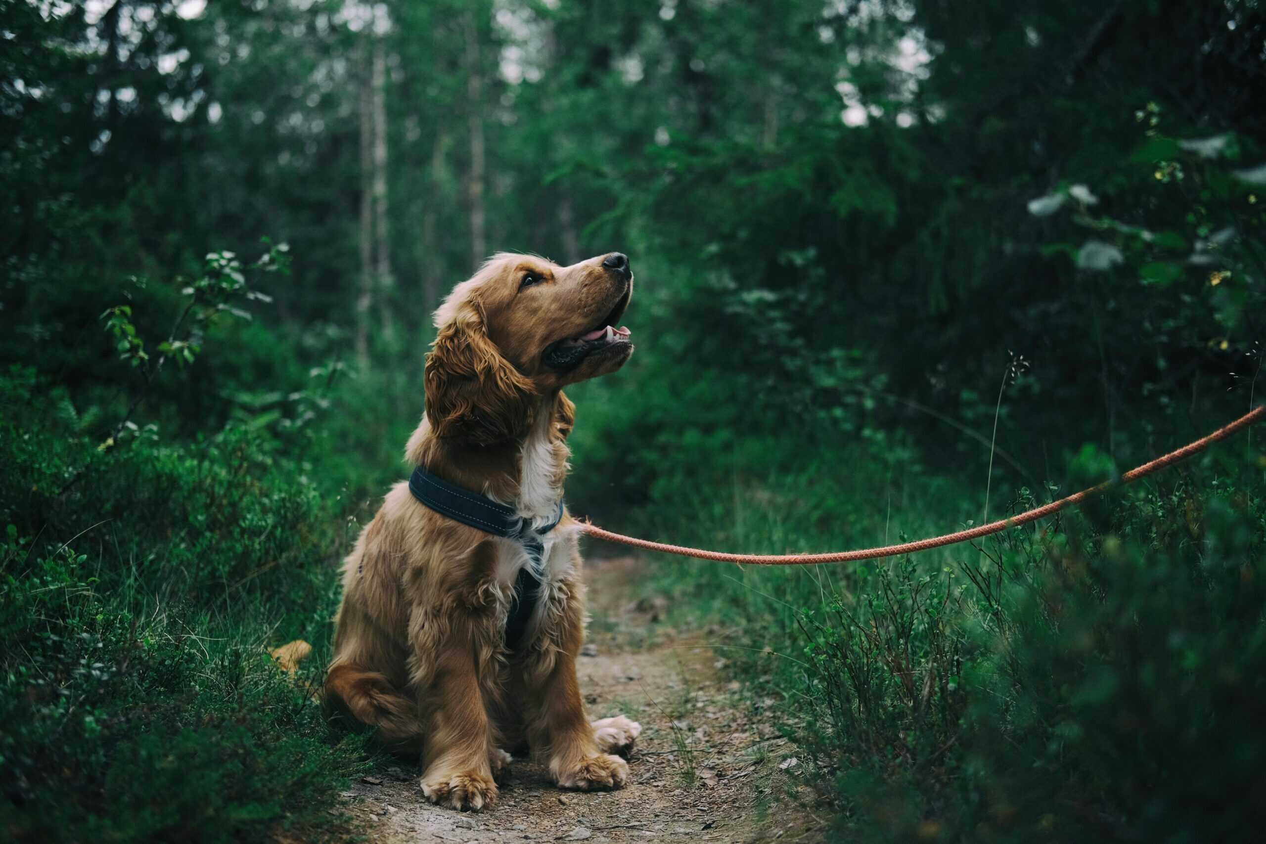The Best Dog-Friendly Trails in Columbus