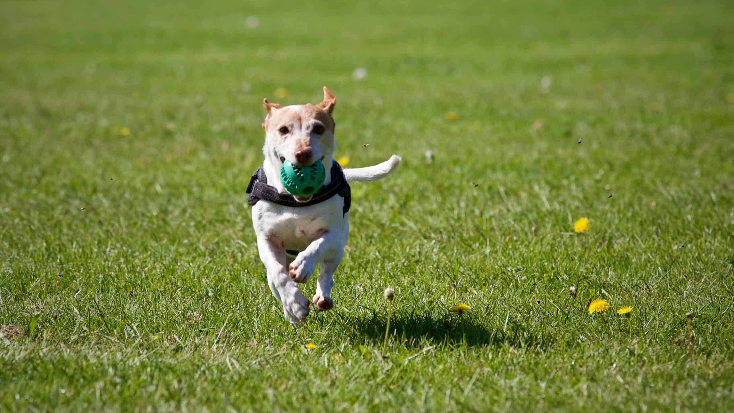 preparing your dog for boarding
