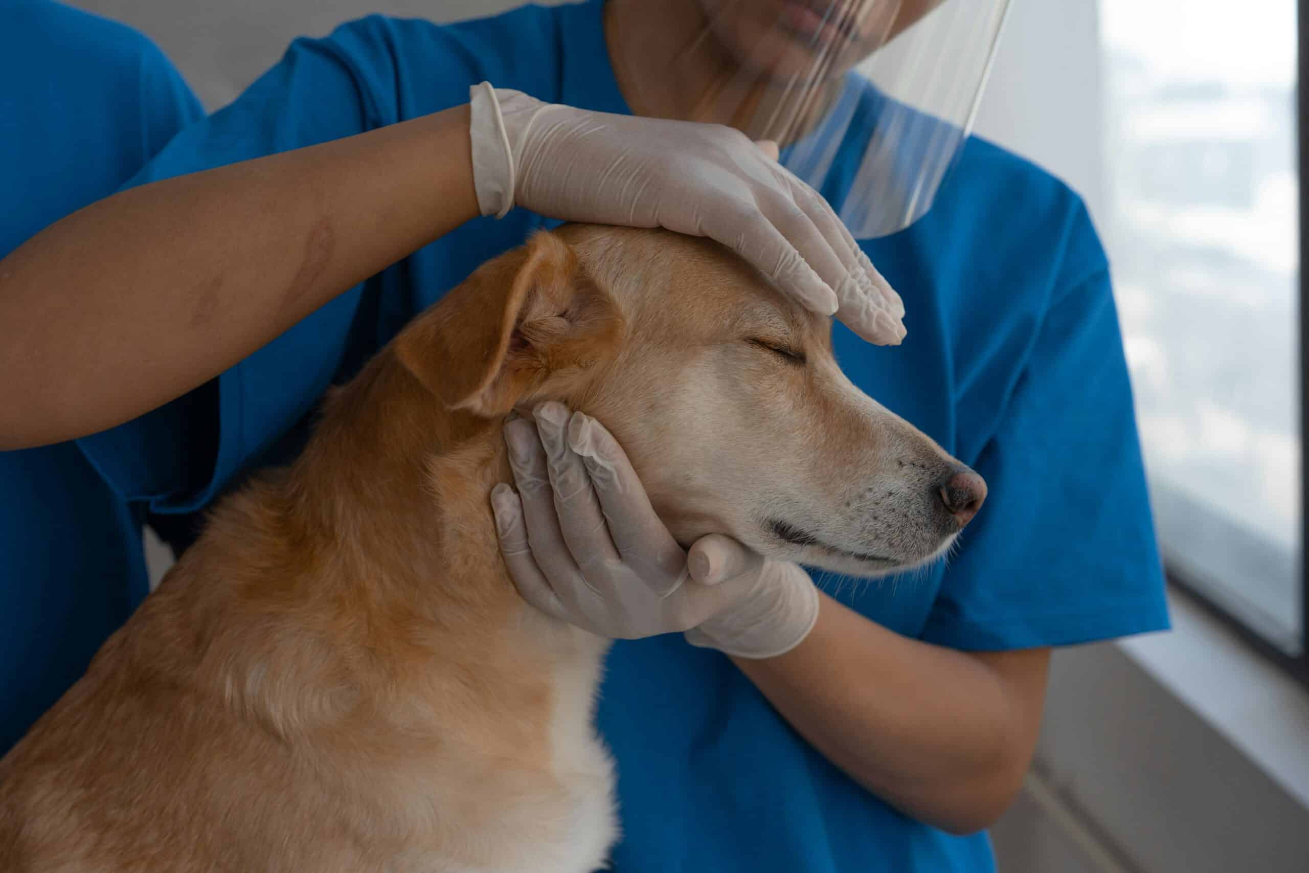 pet vet tips pet vet tips