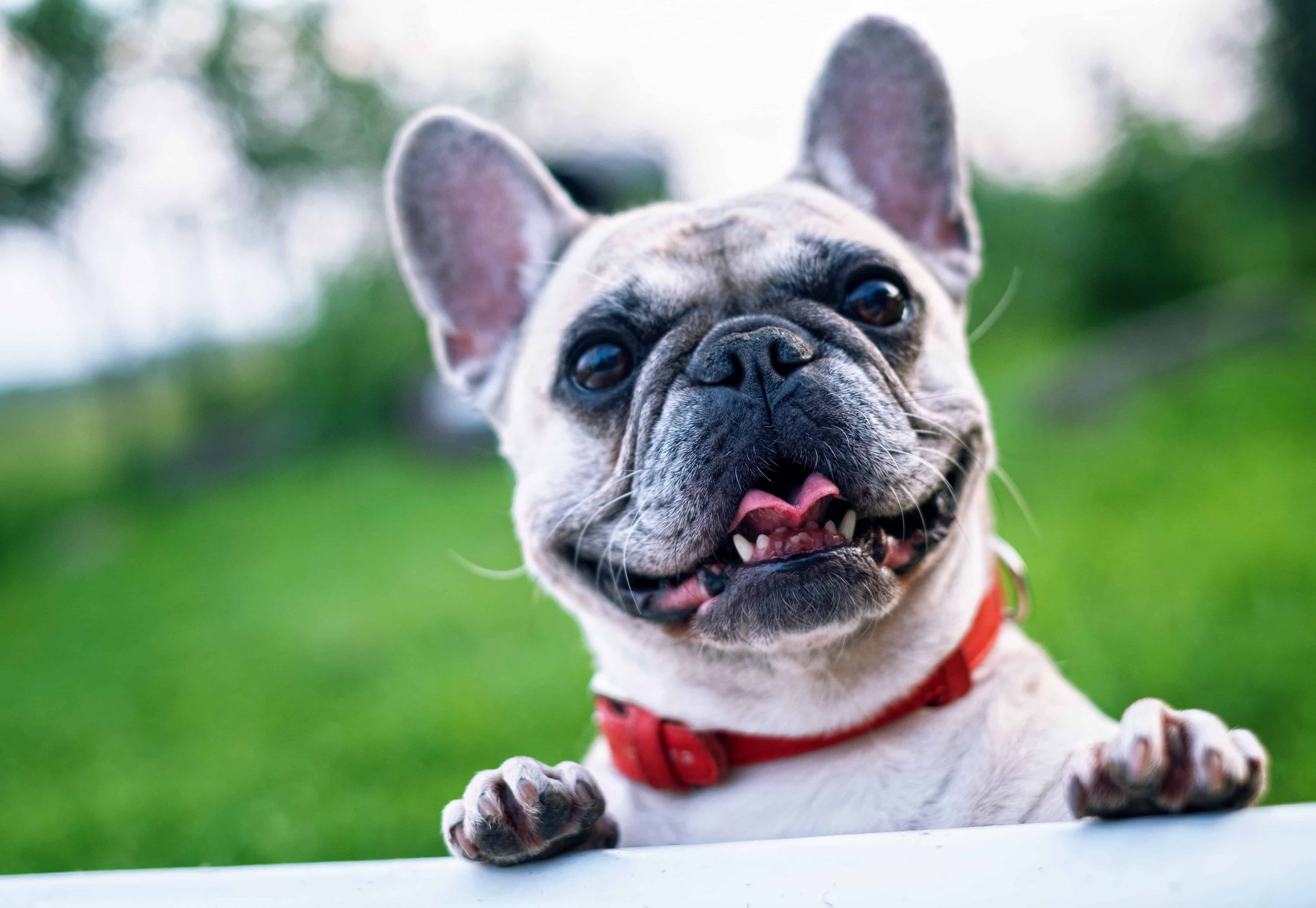 kitchen safety for pets kitchen safety for pets