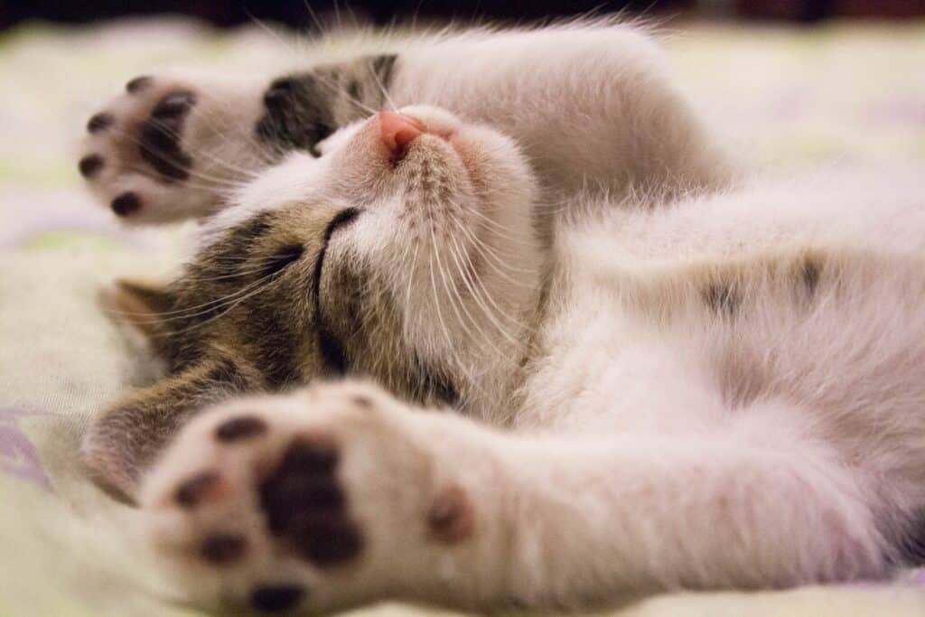 how cats show love and how dogs show love how cats show love and how dogs show love