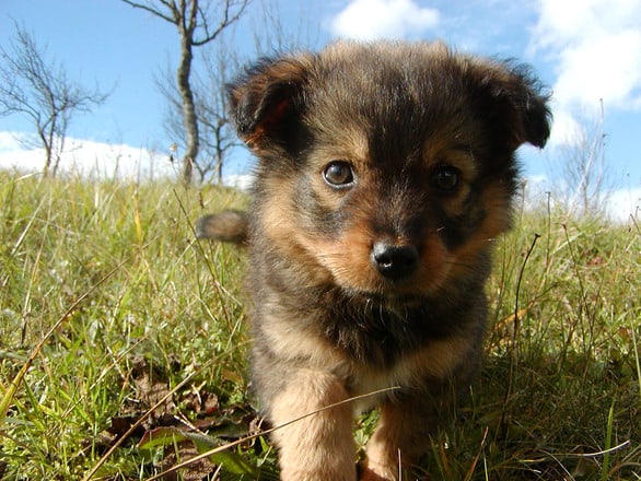 puppy training puppy training