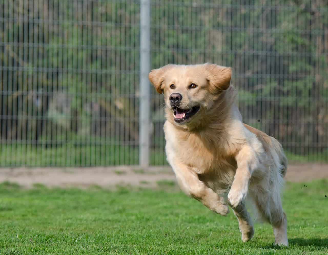 How Much Should Quality Pet Boarding Cost? A Pricing Breakdown