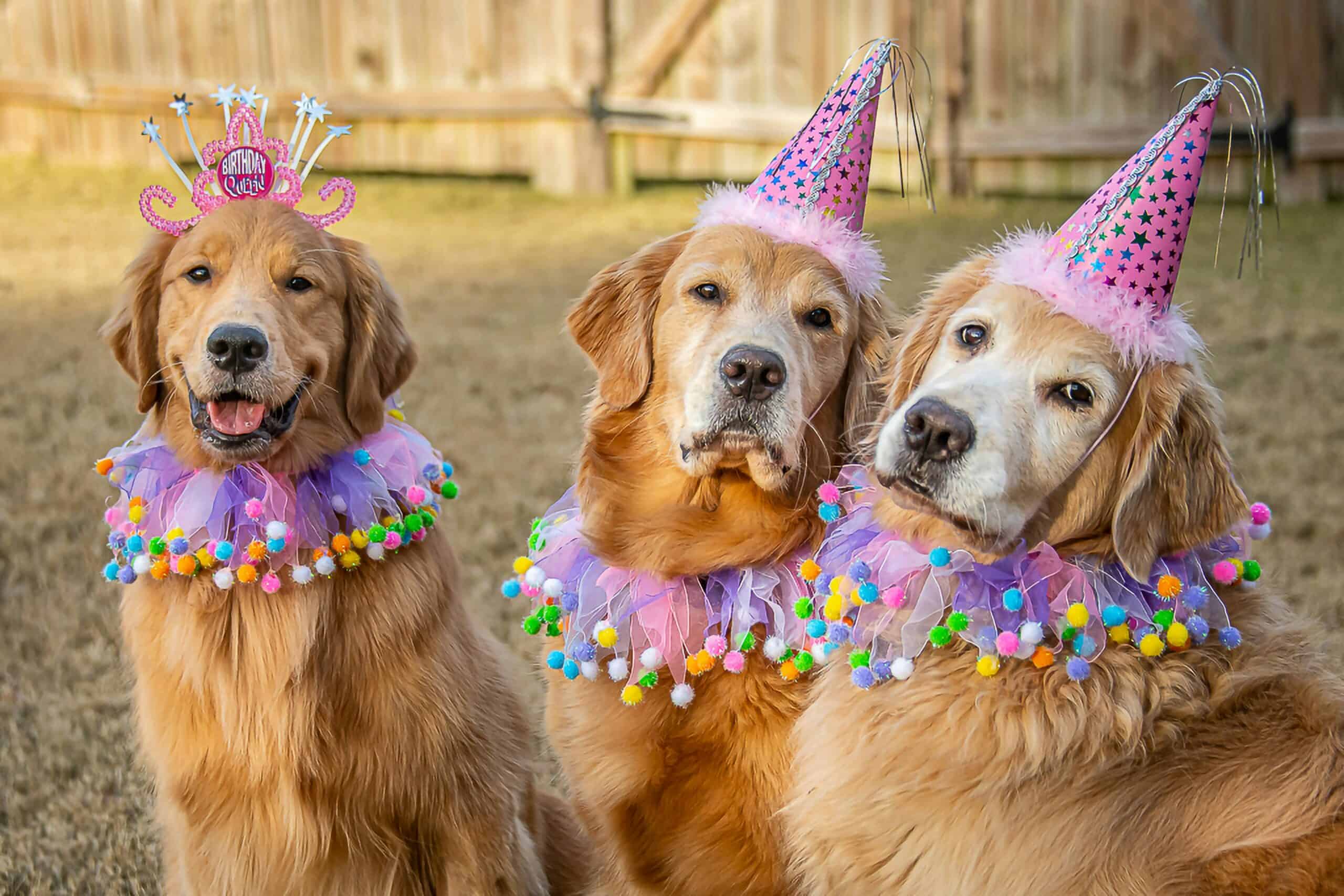 dog party ideas dog party ideas